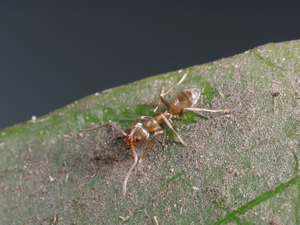 ant on leaf