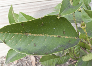 ants on leaf