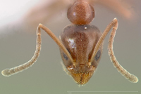 head view