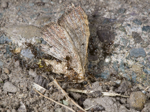 ants eating moth