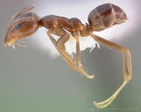 Argentina Ants Research Paper