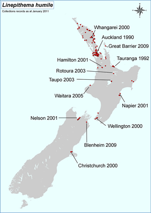 Argentine colonisation of NZ