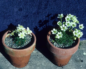 potted plants