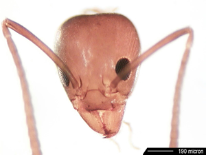 Argentine ant head